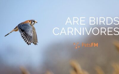 Are Birds Carnivores? A Look at Different Bird Species
